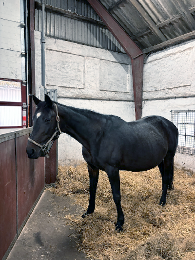 Ingen lillesøster til Ivana Nordic