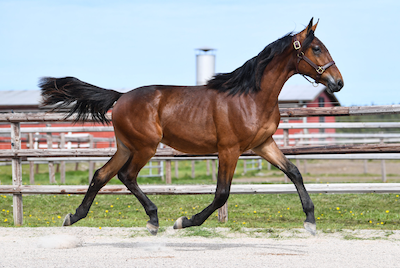 Elitauktionen: Fremgang på 27%