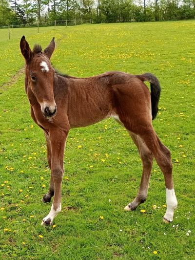 Helbroder til Gasolin