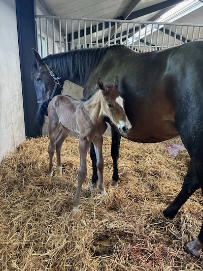 Stutteri Shadows stamhoppe