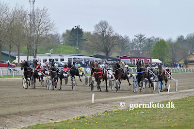 Her er de 20 2-åringer nu fra Martins Hansens Fremvisningsløb