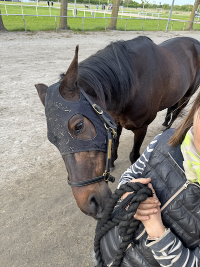 Anne skriver: Om problemer som hesteejer