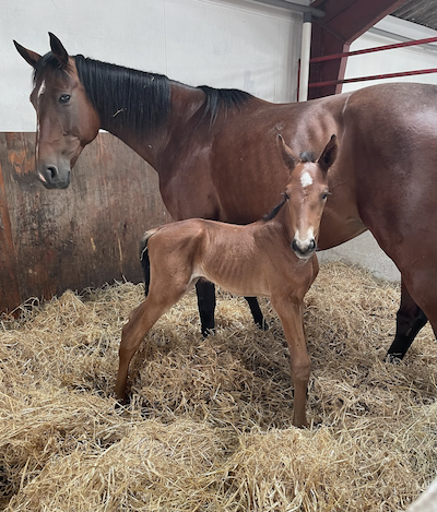 Apropos Calgary Games