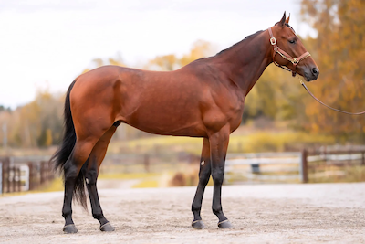 Kriterieauktion : Det var Calgary Games afkom man ville have