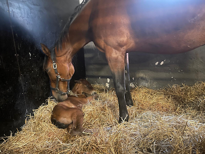 Face Time Bourbon-hingst hos Stutteri Wynn