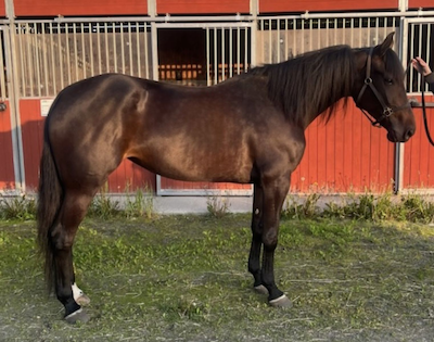 Danske køb og salg på Travera