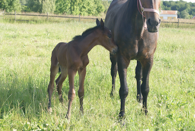 Calgary Games-føl på Sjælland