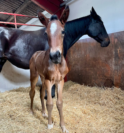 Føl nummer 20 hos LN Trotting