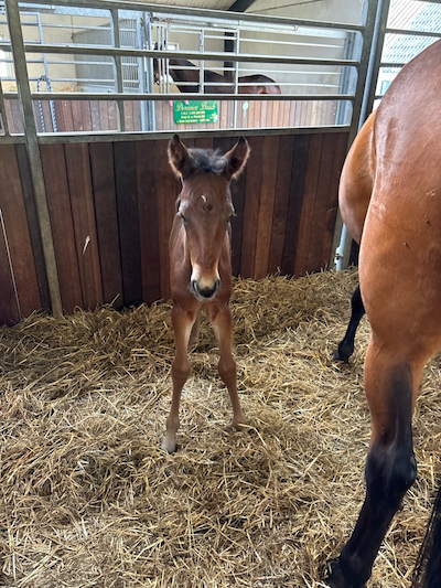 Endnu et Googoo Gaagaa-føl på Stutteri Shadow