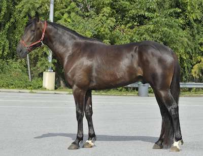 Grand Circle-prøver: Googoo Gaagaa dominerer startlisterne