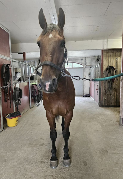 Vinder af 3 års Eliten på Solvalla købt til Danmark