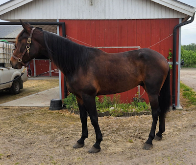 Starthest købt til Falster
