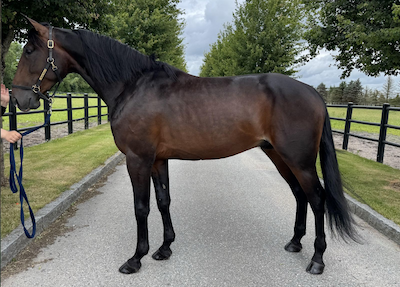 Disney-heste på internetauktion