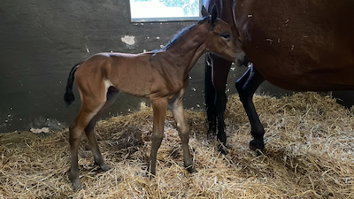 Årets sidste føl på Stutteri Wynn