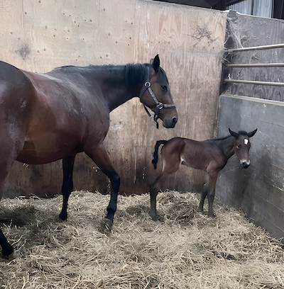 Fjerde hoppeføl i træk
