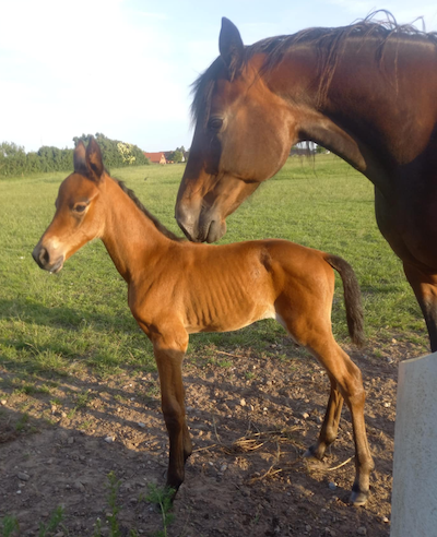 Hoppeføl efter Calgary Games på Fyn