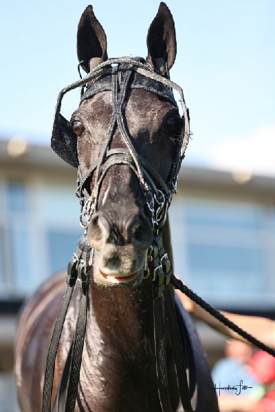 Andre Ward tilbage på vinderpladsen?