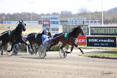 Sælges: Startklar 4 års vallak