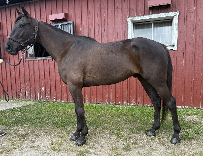 Montéhest købt til Fyn