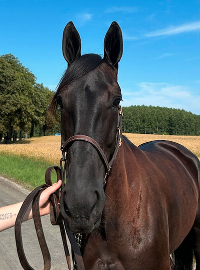 Travera: Løbsheste til Lunden og Odense
