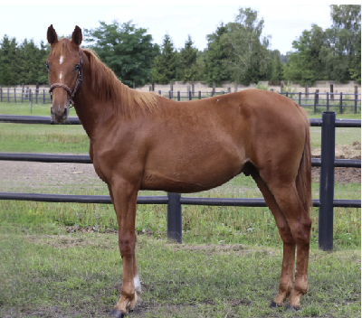 Derbyauktionen: 14 Nijinsky Simoni