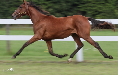 Derbyauktionen: 15 Naomi Wynn