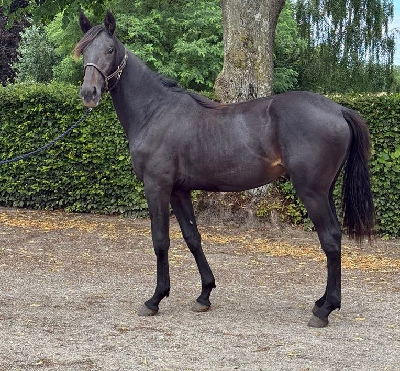 Derbyauktion: 23 Noir Laser