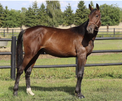 Derbyauktionen: 24 Nadal Simoni