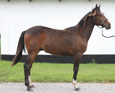 Derbyauktionen: 6 Newsixstone (nu med video)