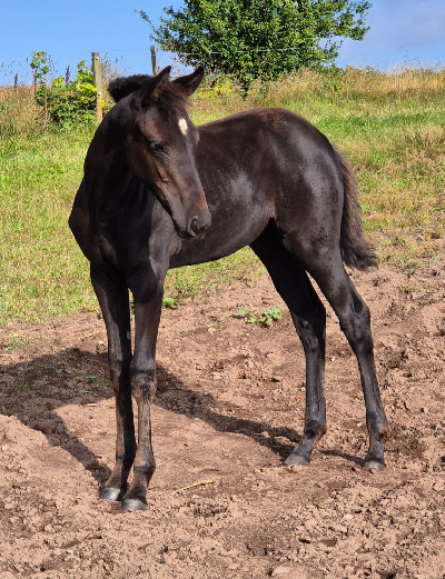 Carna Sensei fik hoppeføl for anden gang
