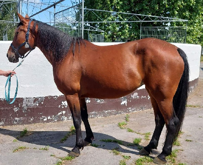 Travera: Følhoppe købt til Danmark