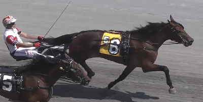 USA: Dansk hoppe vandt – skal nu på auktion