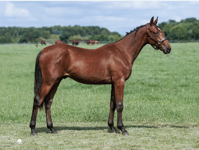 Solvalla Yearling Sale: Tre danske opdrættere er med