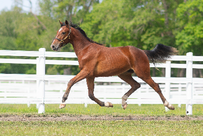 Menhammar-auktion: Fremgang på 30+% i forhold til i fjor