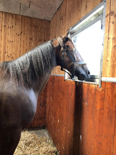 Just Hans solgt til Stald Saltum