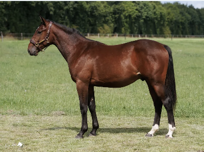 Solvalla-auktion: Kun Wynn solgte