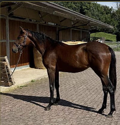 Face Time Bourbon-auktion: Toppris 185.000 Euro.