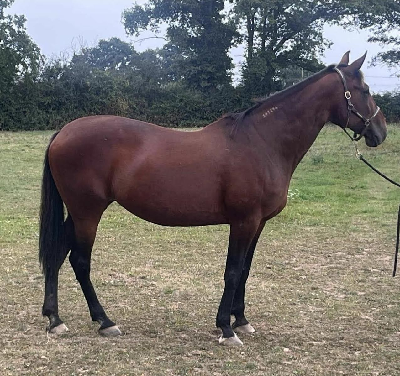 Garvede opdrættere købte følhoppe på Travera