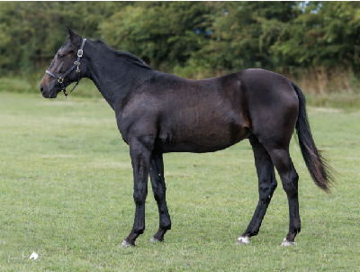 Derbyauktionen: 8 Nadim