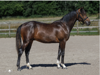 Derbyauktionen: 34 Nascar