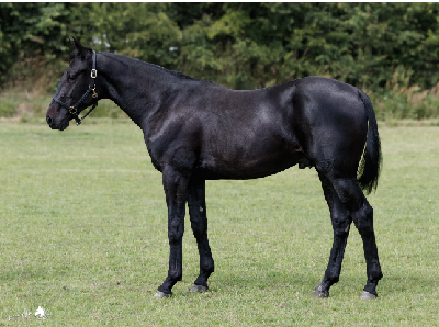 Derbyauktionen: 27 Navigator