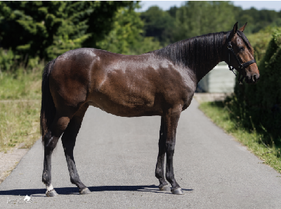 Derbyauktionen: 26 Never Back Down