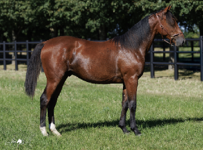 Derbyauktionen: 10 New Dust