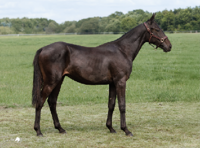 Derbyauktionen: 32 Nico Wynn