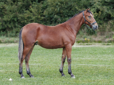 Derbyauktionen: 1 Nightwish