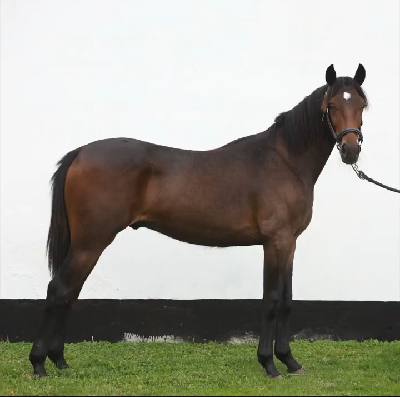 Derbyauktionen: 21 Nowstoneisinheaven