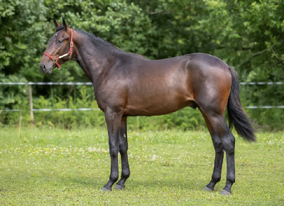 Solvalla-auktion: Ready Cash-søn solgt for 3 millioner kroner til USA