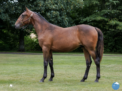 Tysk Derbyauktion: Topprisen blev 75.000 Euro