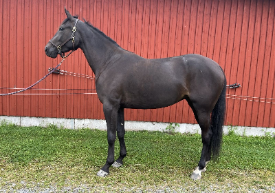 Lunden-træner købte 3-åring på Travera