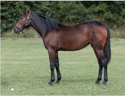 Derbyauktionen: 22 Nevada